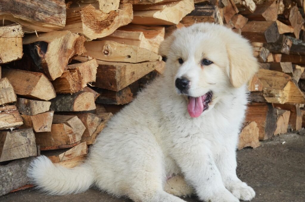 cute, puppy, nature, cute puppy, adorable, animal, pet, sweet, white puppy, canine, young, cute dirty puppy, brown puppy
